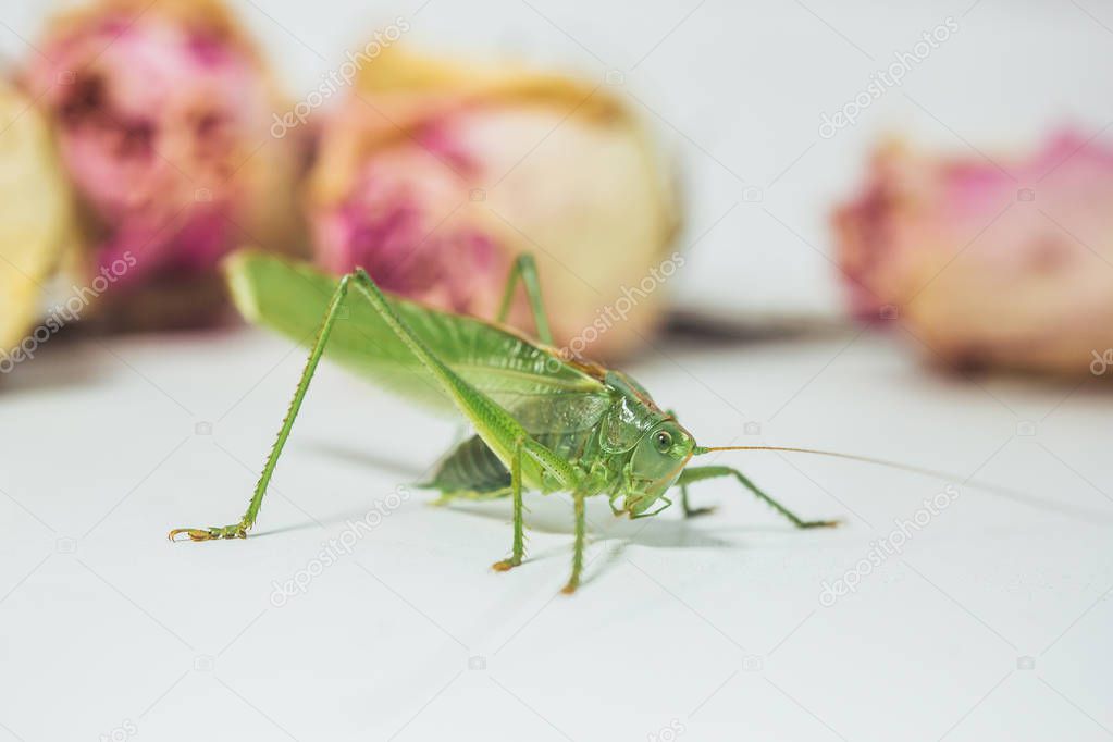 Locust or grasshopper on a white table close-up on a blurred background. live green harmful insect in macro. katydid. copy space
