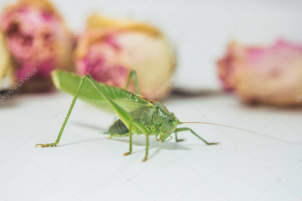 Locust or grasshopper on a white table close-up on a blurred background. live green harmful insect in macro. katydid. copy space