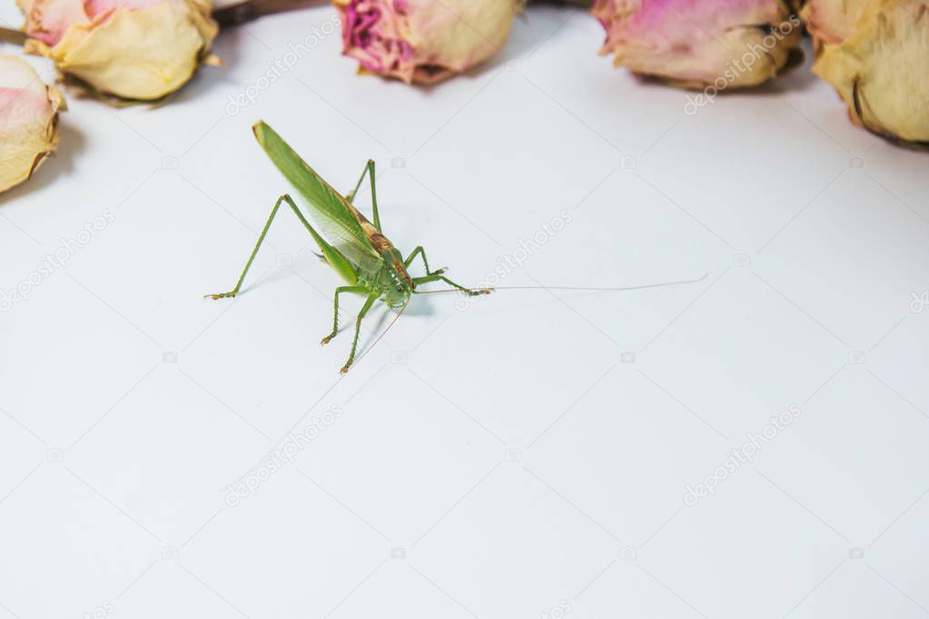 Locust or grasshopper on a white table close-up on a blurred background. live green harmful insect in macro. katydid top view. copy space