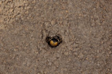 zıplayan örümcek tarantula zeminde bir delik kazıyor. kurt örümcek yuva yakın üst görünümü yapma