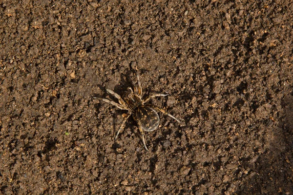 Tarântula de aranha saltitante cava um buraco no chão. lobo ninho de aranha fazendo close-up vista superior — Fotografia de Stock