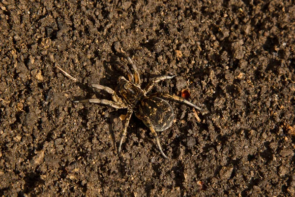 Studsande spindel Tarantula gräver ett hål i marken. Wolf Spider Nest gör närbild uppifrån — Stockfoto