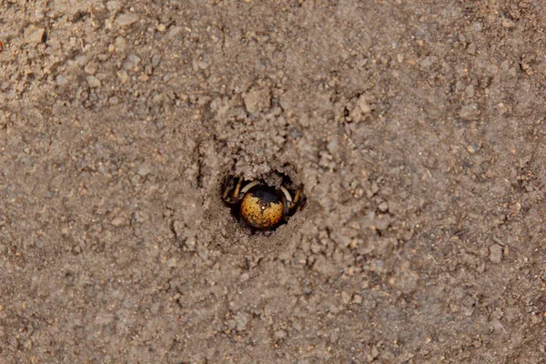 Tarântula de aranha saltitante cava um buraco no chão. lobo ninho de aranha fazendo close-up vista superior — Fotografia de Stock