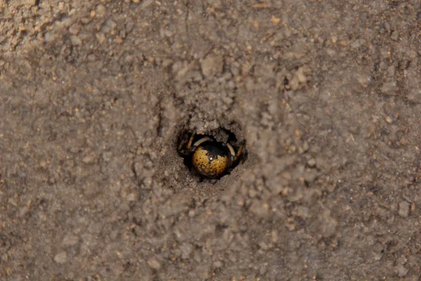 Die hüpfende Spinnen-Vogelspinne gräbt ein Loch in den Boden. Wolfsspinnennest aus nächster Nähe — Stockfoto