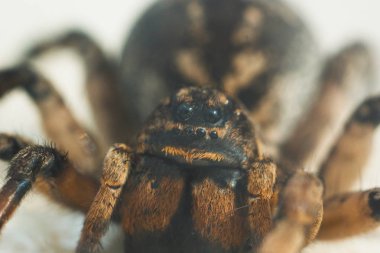 Büyük bir çirkin sıçrayan örümcek tarantula beyaz bir arka plan üzerinde yerde oturuyor. Yakın çekimde sürünen yetişkin kıllı bir kurt örümceğinin gözleri ve dişleri. Makro