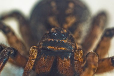 Büyük bir çirkin sıçrayan örümcek tarantula beyaz bir arka plan üzerinde yerde oturuyor. Yakın çekimde sürünen yetişkin kıllı bir kurt örümceğinin gözleri ve dişleri. Makro
