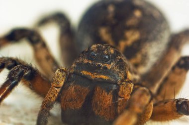 Büyük bir çirkin sıçrayan örümcek tarantula beyaz bir arka plan üzerinde yerde oturuyor. Yakın çekimde sürünen yetişkin kıllı bir kurt örümceğinin gözleri ve dişleri. Makro