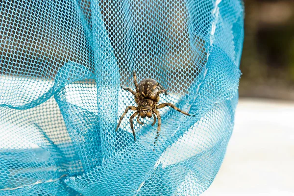 Uma grande tarântula de aranha saltitante está sentada numa rede. adulto peludo lobo aranha rastejando perto macro — Fotografia de Stock