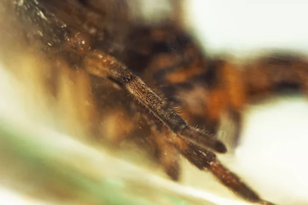 Uma grande tarântula de aranha saltitante feia está sentada no chão em um fundo branco. adulto peludo lobo aranha rastejando perto macro — Fotografia de Stock
