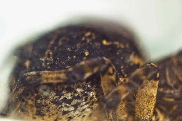 En stor ful studsande spindel Tarantula sitter på marken på en vit bakgrund. vuxna håriga varg spindel genomsökning närbild makro — Stockfoto