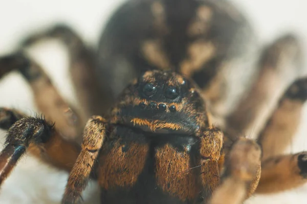 Eine große hässliche hüpfende Spinnen-Vogelspinne sitzt auf dem Boden vor weißem Hintergrund. Augen und Reißzähne einer ausgewachsenen, haarigen Wolfsspinne, die aus nächster Nähe krabbelt. Makro — Stockfoto