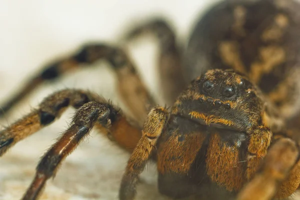 Uma grande tarântula de aranha saltitante feia está sentada no chão em um fundo branco. Olhos e presas de uma aranha lobo peludo adulto rastejando close-up. macro — Fotografia de Stock