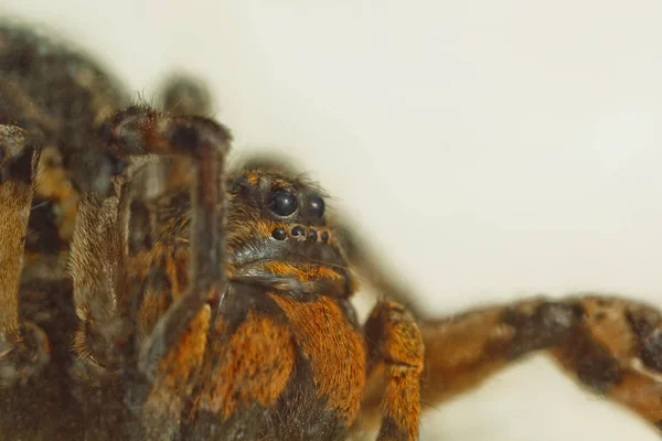 Uma grande tarântula de aranha saltitante feia está sentada no chão em um fundo branco. adulto peludo lobo aranha rastejando perto macro — Fotografia de Stock