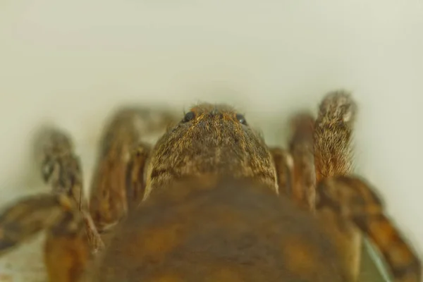 Una gran tarántula de araña rebotando fea está sentada en el suelo sobre un fondo blanco. adulto peludo lobo araña arrastrándose de cerca macro — Foto de Stock