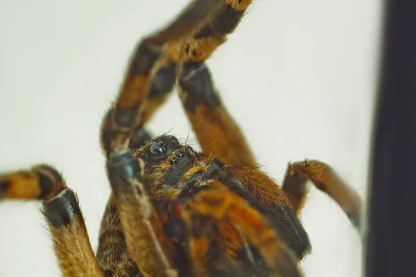 Una gran araña de tarántula saltando fea se sienta en el suelo sobre un fondo blanco en una posición agresiva. Los ojos y colmillos de una araña adulta de lobo peludo atacan de cerca. macro — Foto de Stock