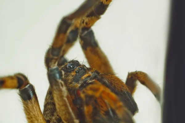 A big ugly jumping tarantula spider sits on the ground on a white background in an aggressive position. The eyes and fangs of an adult hairy wolf spider attack rawling close-up. macro