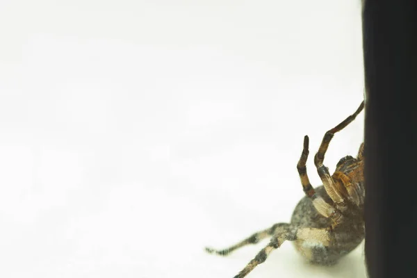 En stor ful hoppning Tarantula spindel sitter på marken på en vit bakgrund i en aggressiv position. Ögon och huggtänder av en vuxen hårig varg spindel attack Rawling närbild. Makro — Stockfoto