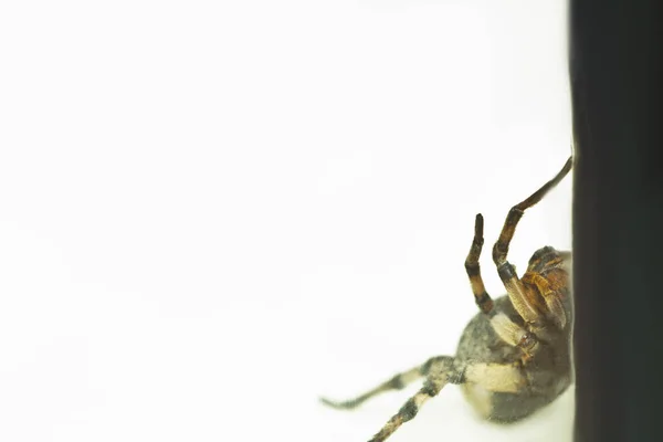 A big ugly jumping tarantula spider sits on the ground on a white background in an aggressive position. The eyes and fangs of an adult hairy wolf spider attack rawling close-up. macro — Stock Photo, Image