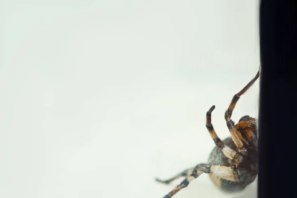 En stor ful hoppning Tarantula spindel sitter på marken på en vit bakgrund i en aggressiv position. Ögon och huggtänder av en vuxen hårig varg spindel attack Rawling närbild. Makro — Stockfoto