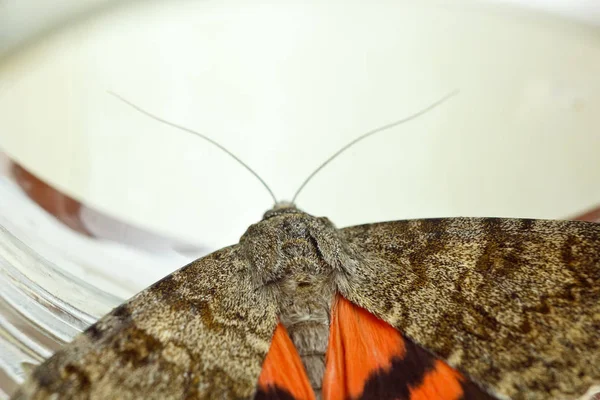 夜蝴蝶与彩色橙色翅膀特写室内。在罐子顶部视图中爬行昆虫宏 — 图库照片