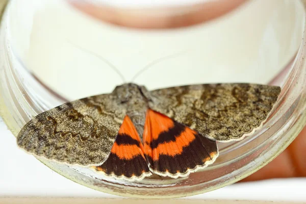 Nachtfalter mit farbigen orangefarbenen Flügeln in Großaufnahme drinnen. Krabbelinsektenmakro in einer Glasoberseite — Stockfoto