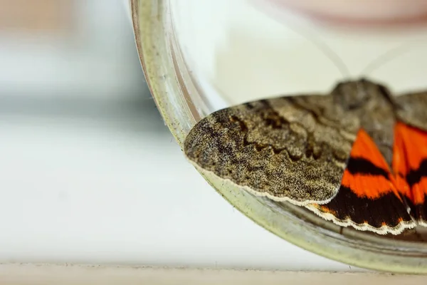 Nachtfalter mit farbigen orangefarbenen Flügeln in Großaufnahme drinnen. Krabbelinsektenmakro in einer Glasoberseite — Stockfoto