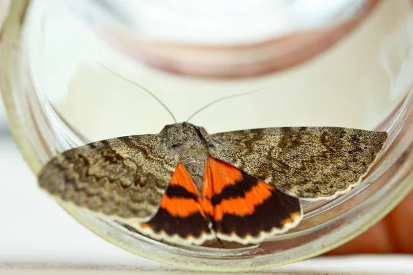 Nachtfalter mit farbigen orangefarbenen Flügeln in Großaufnahme drinnen. Krabbelinsektenmakro in einer Glasoberseite — Stockfoto