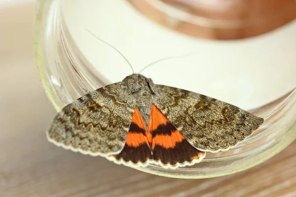 Ночная бабочка с цветными оранжевыми крыльями крупным планом. Ползучий макрос насекомого в банке с видом сверху — стоковое фото