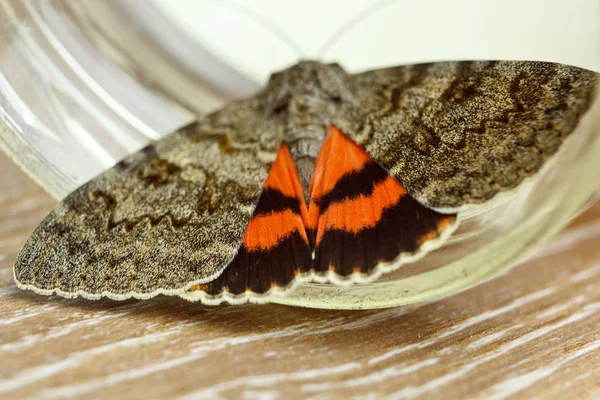 Nachtfalter mit farbigen orangefarbenen Flügeln in Großaufnahme drinnen. Krabbelinsektenmakro in einer Glasoberseite — Stockfoto