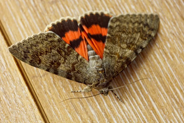 Nachtfalter mit farbigen orangefarbenen Flügeln in Großaufnahme drinnen. Makro-Krabbelinsekt auf rustikalem Holztisch — Stockfoto