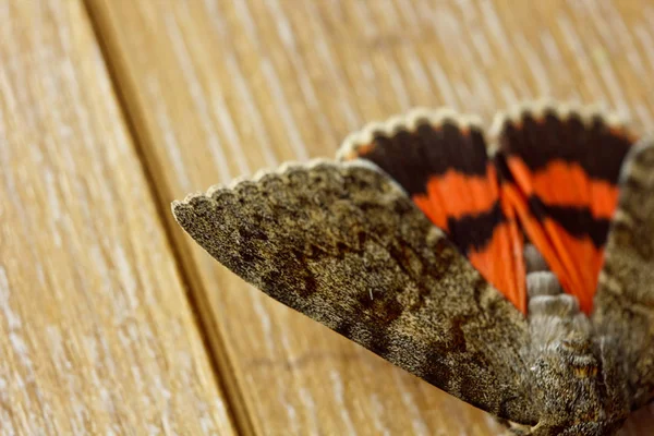 夜蝴蝶与彩色橙色翅膀特写室内。宏观爬行昆虫在木制质朴的桌面视图 — 图库照片