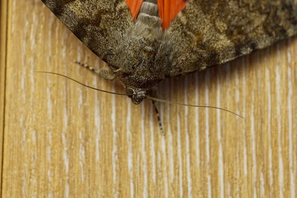 Ночная бабочка с цветными оранжевыми крыльями крупным планом. Макро ползающее насекомое на деревянном деревенском столе вид сверху — стоковое фото