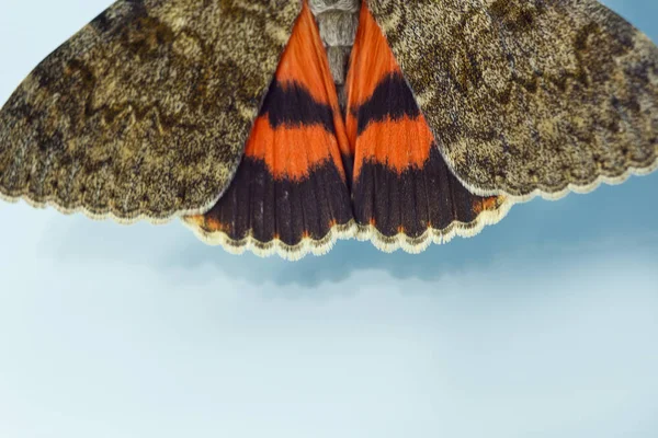 Papillon de nuit avec ailes orange colorées en gros plan à l'intérieur à la fenêtre. macro insecte rampant sur verre bleu vue de dessus — Photo