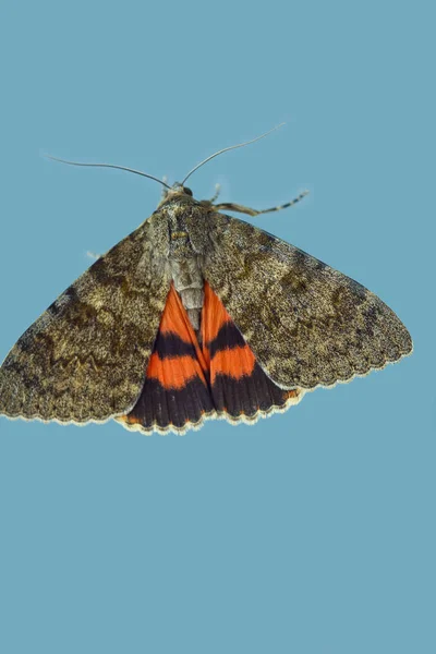 Mariposa de noche con alas de color naranja primer plano en el interior de la ventana. gatear macro insecto en vista superior de cristal azul — Foto de Stock