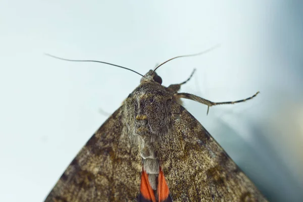 Ночная бабочка с цветными оранжевыми крыльями у окна. ползучий макрос насекомого на синем стекле вид сверху — стоковое фото