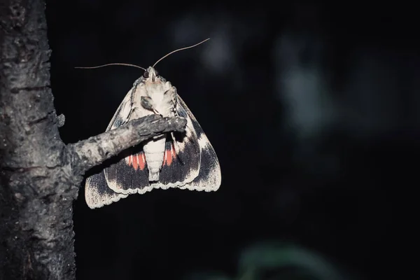 Motte mit bunten orangefarbenen Flügeln in Großaufnahme im Freien. Porträt eines krabbelnden Insekts in Nahaufnahme auf einem Ast in der Nacht — Stockfoto