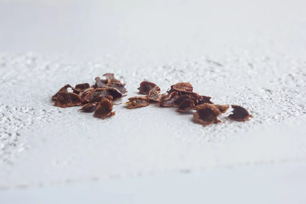 Um monte de sementes secas de flor preta close-up em um fundo de mesa branca. época de plantio. fechar o espaço de cópia de vista superior — Fotografia de Stock