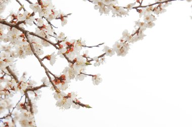 beyaz gökyüzüne karşı köyde kiraz çiçeği. bahar manzara, doğanın canlanma. bir meyve ağacında beyaz çiçekler