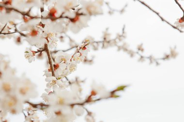 beyaz gökyüzüne karşı köyde kiraz çiçeği. bahar manzara, doğanın canlanma. bir meyve ağacında beyaz çiçekler