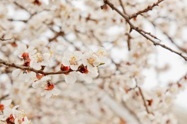 beyaz gökyüzüne karşı köyde kiraz çiçeği. bahar manzara, doğanın canlanma. bir meyve ağacında beyaz çiçekler