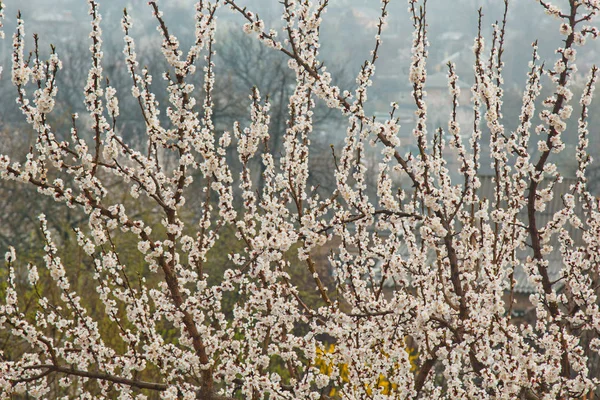 Köyde kiraz çiçeği. bahar manzara, doğanın canlanma. bir meyve ağacında beyaz çiçekler — Stok fotoğraf