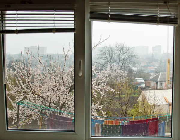 cherry blossom outside the window of the house in the village. spring landscape, the revival of nature through the glass