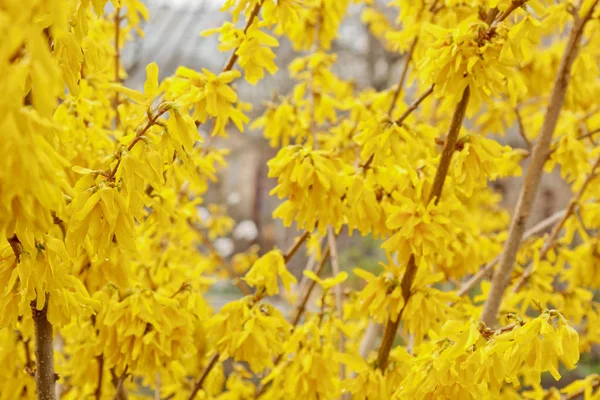 Forsythia yağmur yakın çekim sonra köyde çiçek. bahar manzara, doğanın canlanma. zeytin ağacında sarı çiçekler — Stok fotoğraf