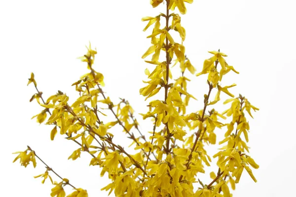 Po dešti zblízka kvetou ve vesnici Forsythia. Jarní krajina, oživení přírody. žluté květiny na olivovníku — Stock fotografie