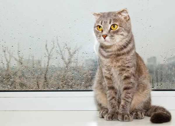 Сложите шотландского кота, сидящего на подоконнике на фоне дождливой погоды. Серый полосатый крупный план — стоковое фото