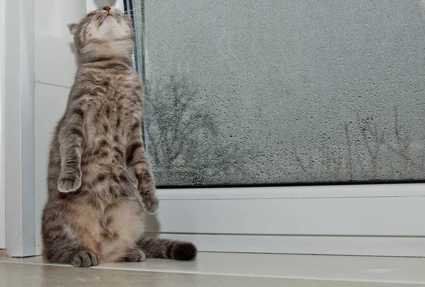 Fold Scottish cat sitting on the windowsill on the background of rainy weather. gray striped pet closeup — Stock Photo, Image