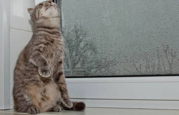 Vouw Schotse kat zittend op de vensterbank op de achtergrond van regenachtig weer. grijs gestreepte Pet close-up — Stockfoto