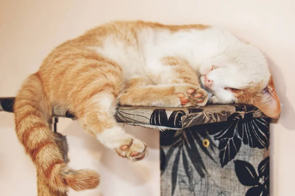 Gato rojo acostado en la cama hasta las patas. mascota durmiente — Foto de Stock