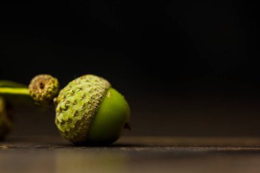 Genç yeşil meşe palamutları, siyah arka plan fotokopi alanındaki ahşap bir masanın üzerinde uzanıyorlar. Yapraklı meşe ağacı meyvesi