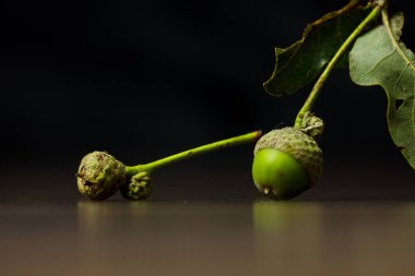 Genç yeşil meşe palamutları, siyah arka plan fotokopi alanındaki ahşap bir masanın üzerinde uzanıyorlar. Yapraklı meşe ağacı meyvesi